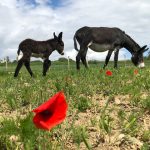 Anniversaire enfants CPN coquelicots