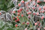 atelier Jardins fruitiers LAquenexy Moselle, jeune public